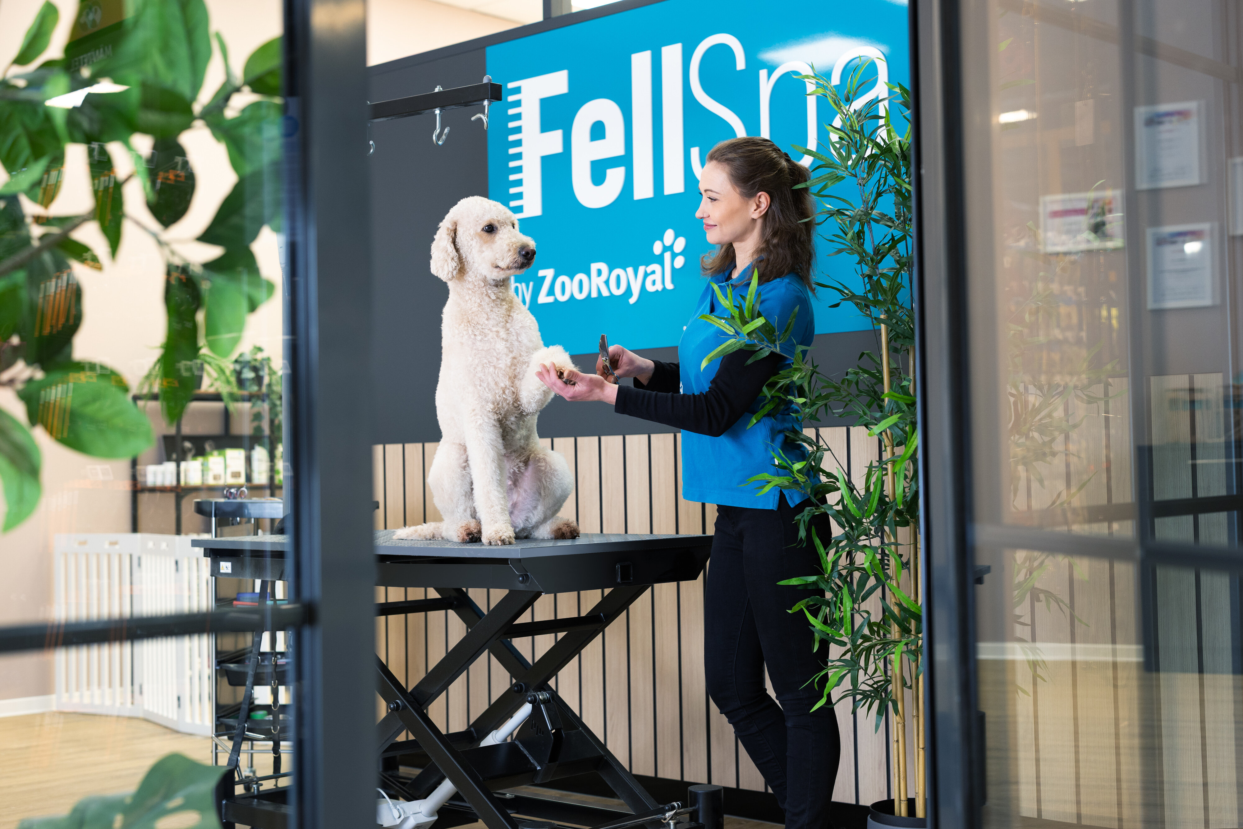 Pudel gibt Hundefriseurin PfÃ¶tchen