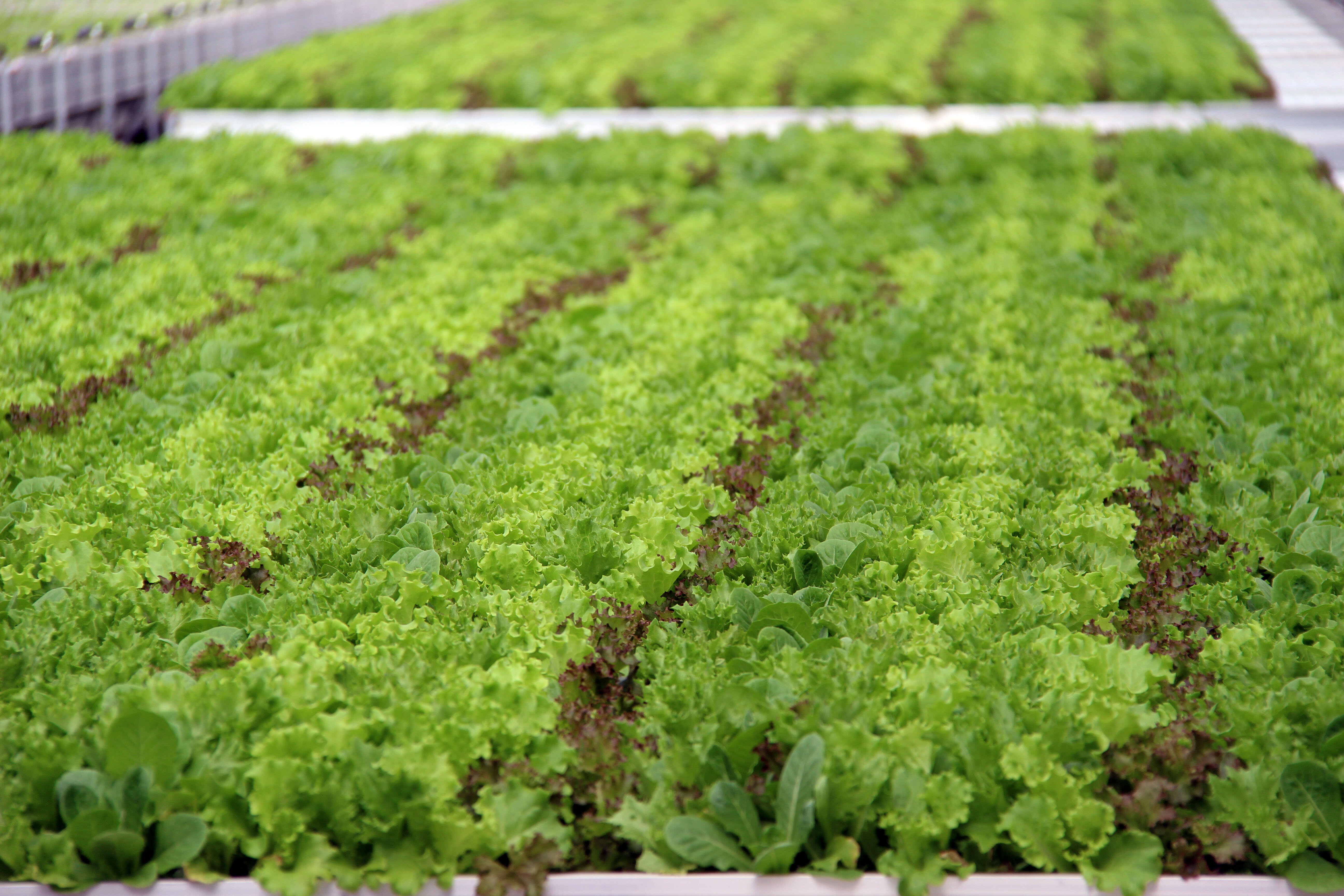 Salat in der Dachfarm des REWE Green Farming Marktes in Berlin-Lankwitz (Nahaufnahme).