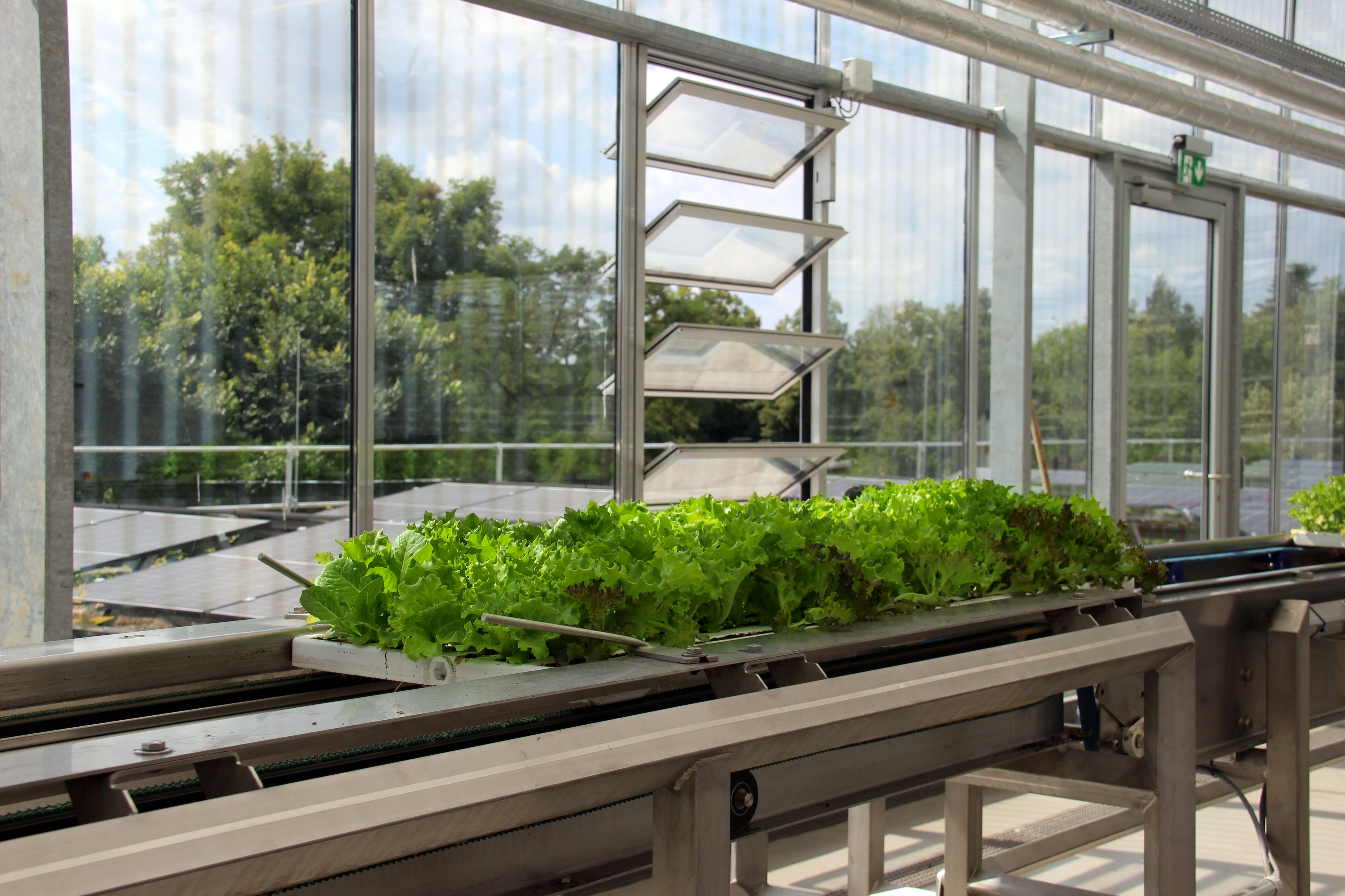 Salat in Trays auf dem Supermarktdach des REWE Green Farming Marktes in Berlin-Lankwitz