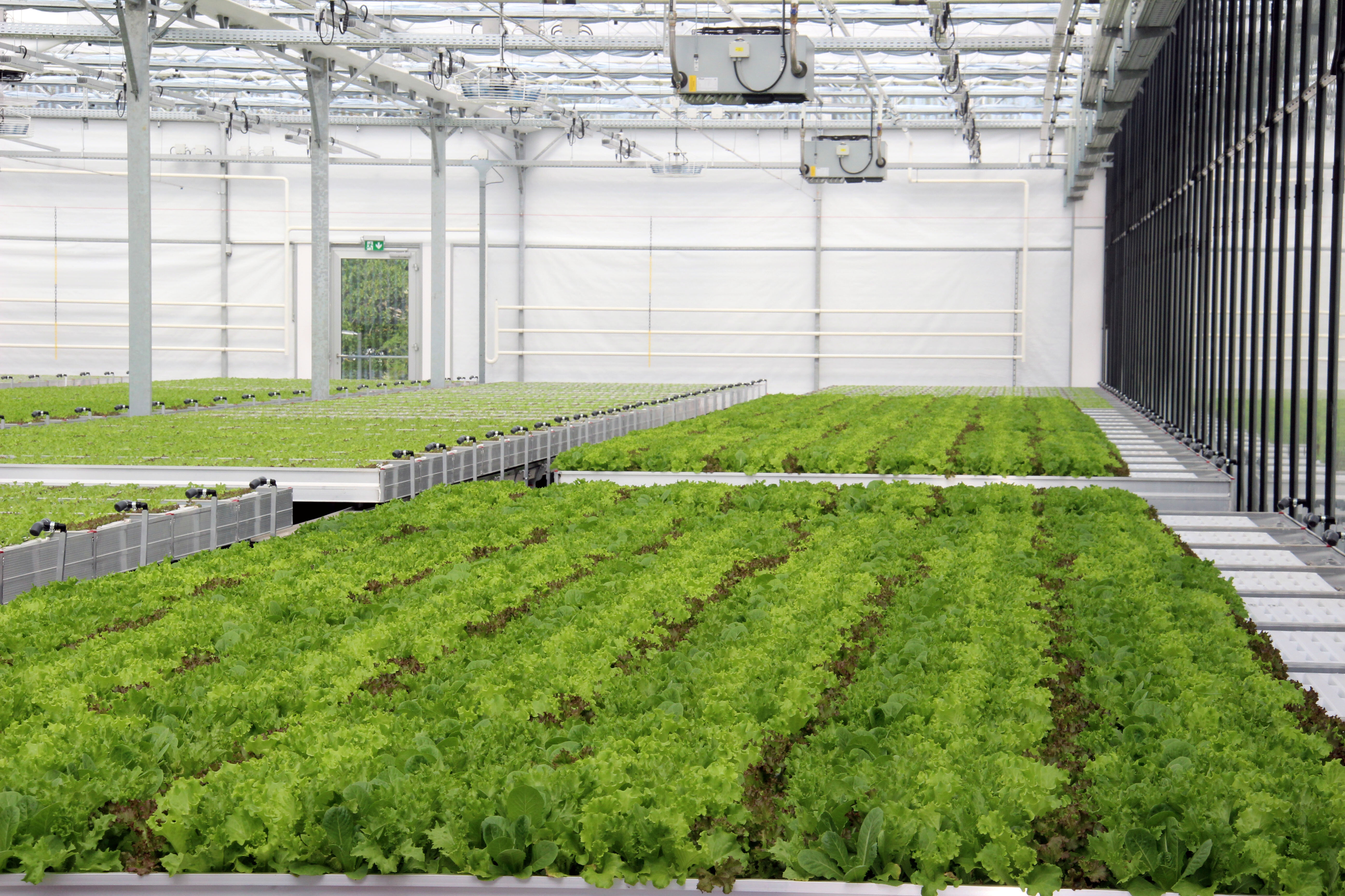 Salat in der Dachfarm des REWE Green Farming Marktes