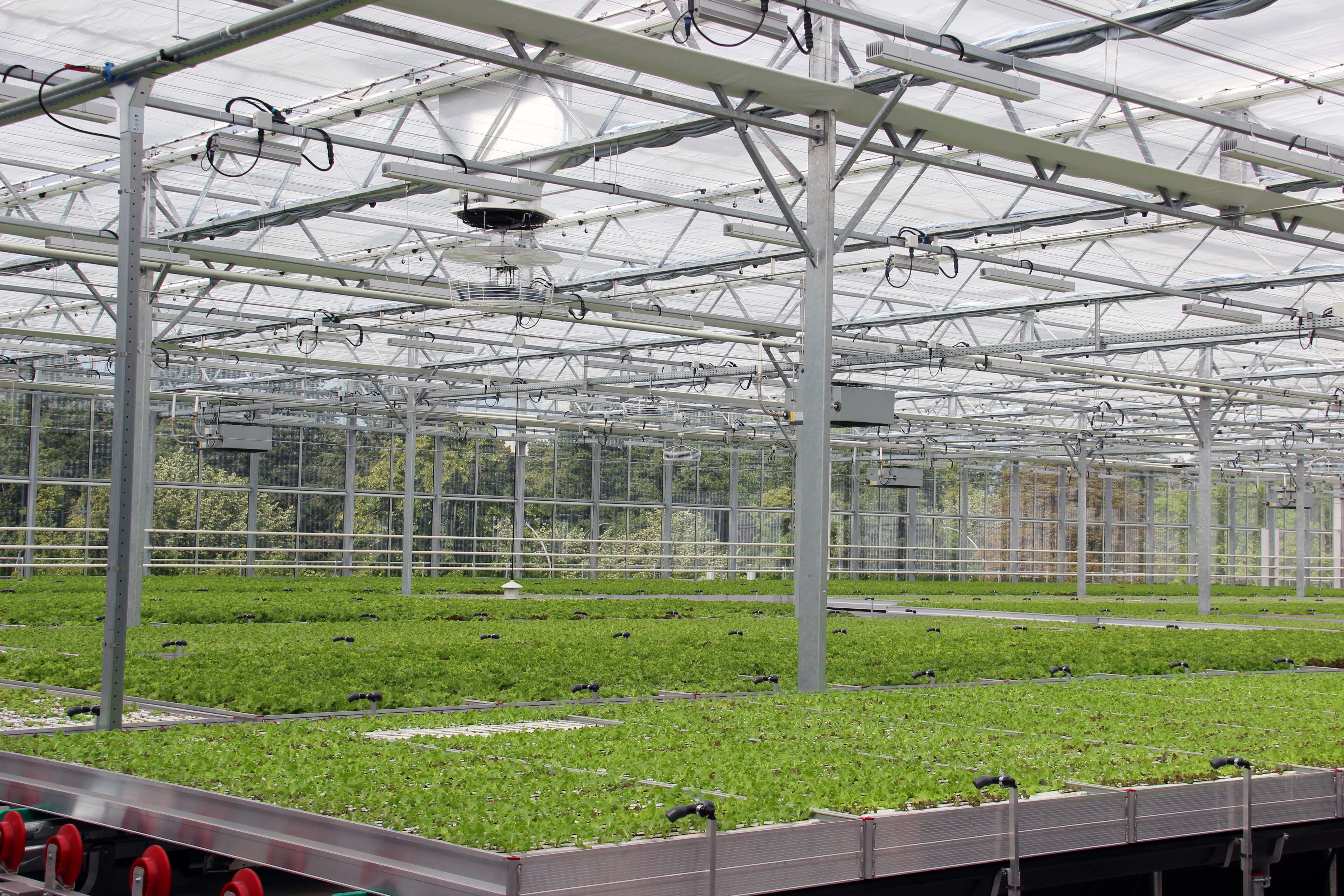 Salatfarm auf dem Supermarktdach des REWE Green Farming Marktes in Berlin-Lankwitz