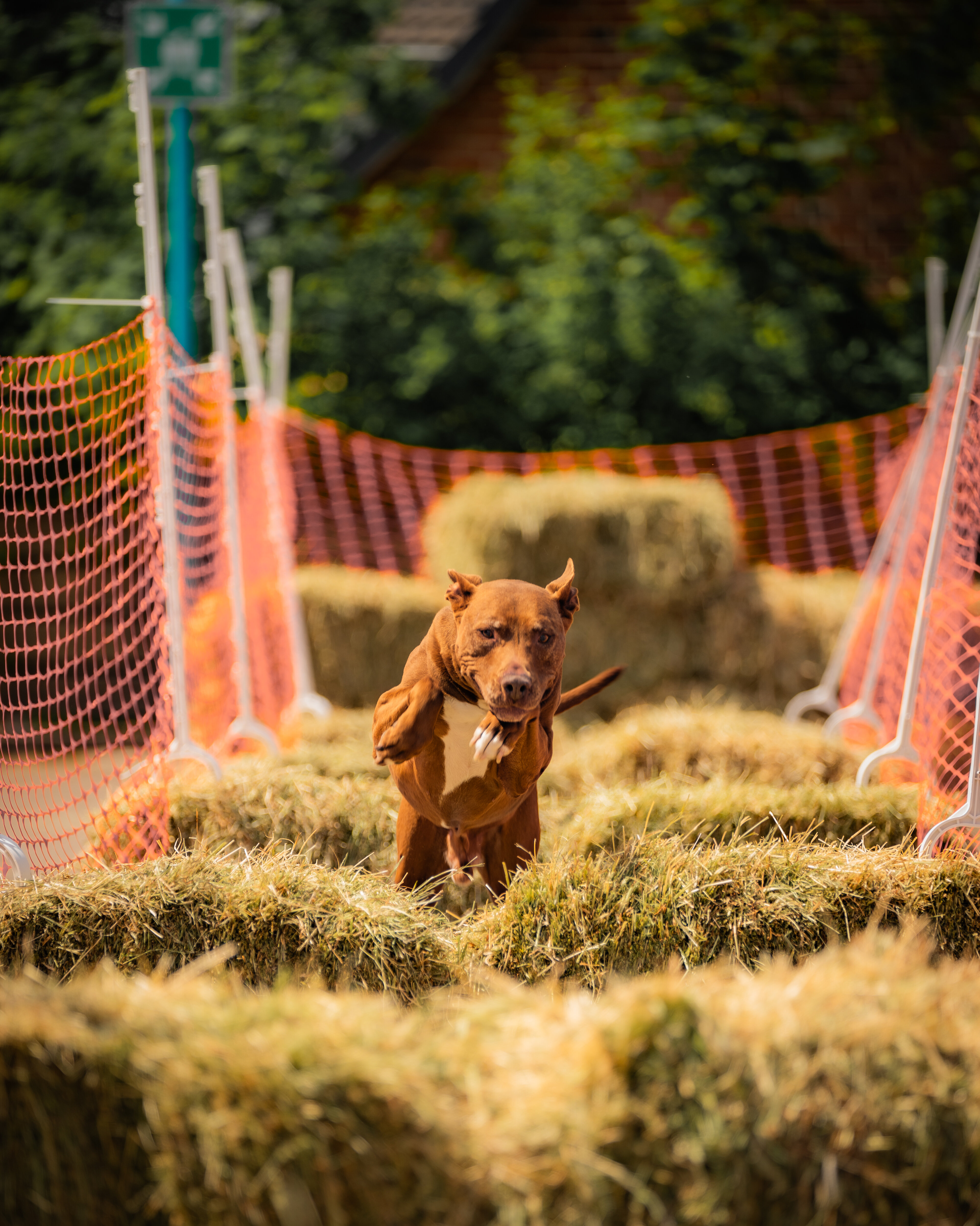 Hund springt Ã¼ber Heuballen