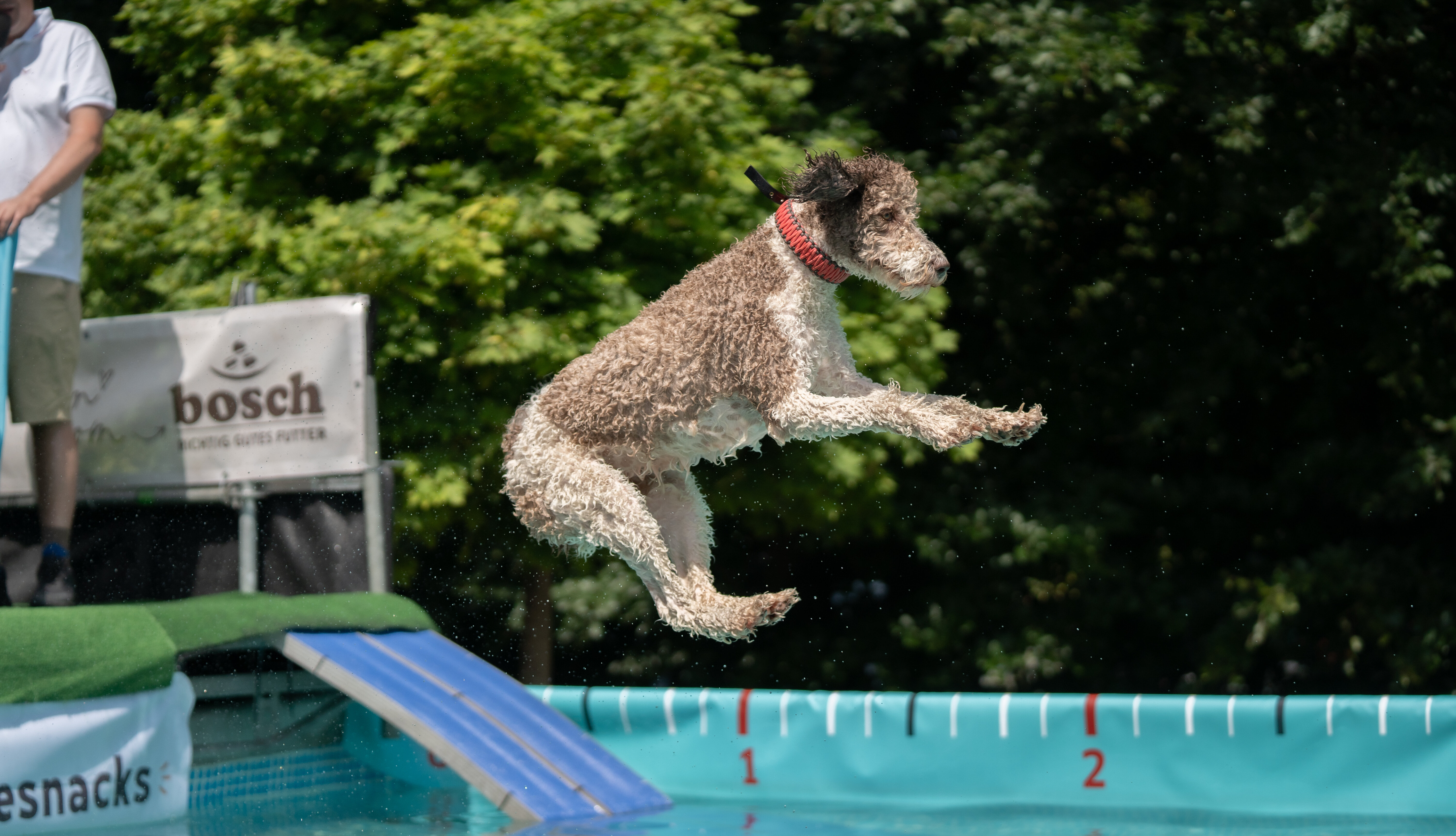 Hund springt ins Wasser