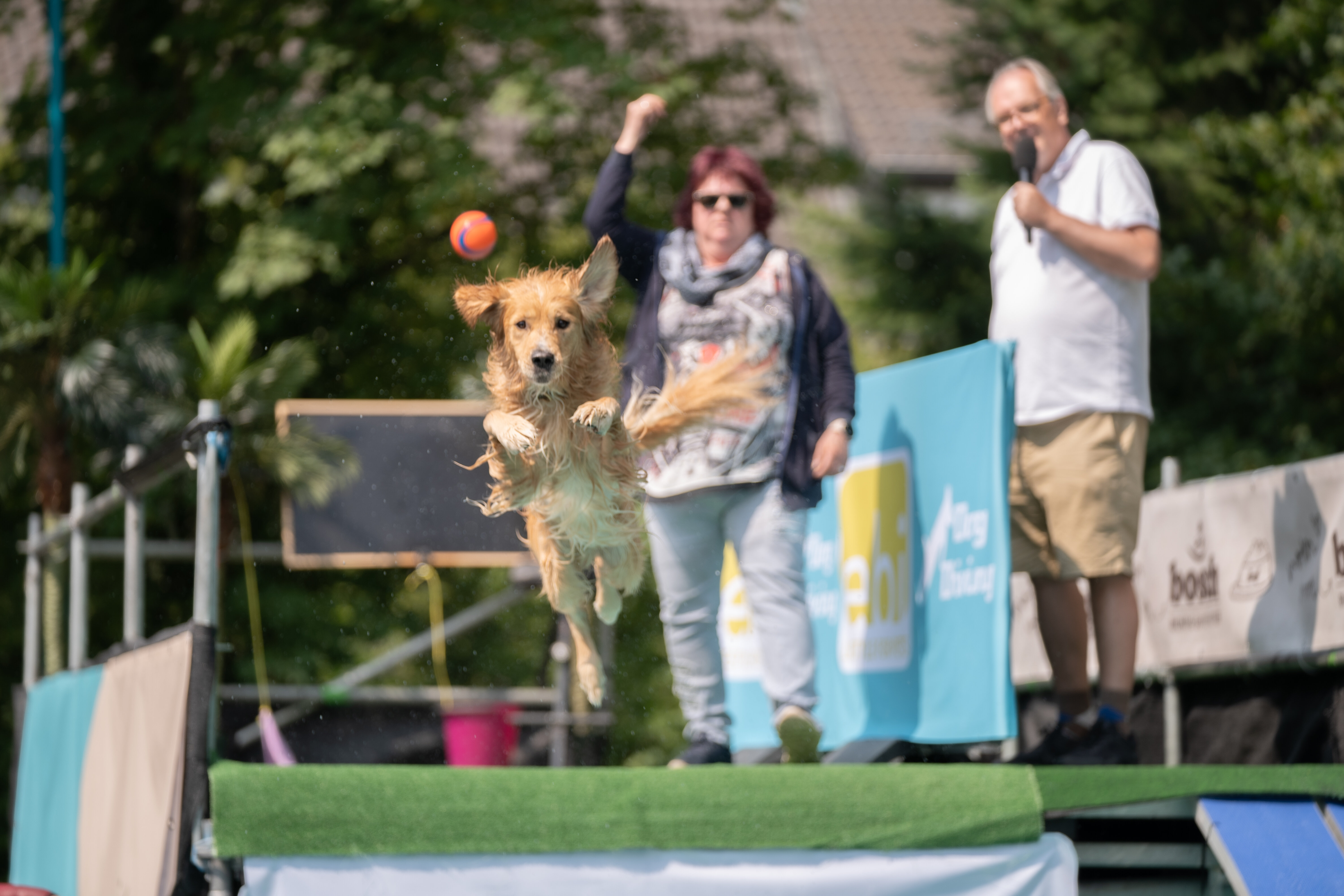 Hund springt Ball hinter ins Wasser