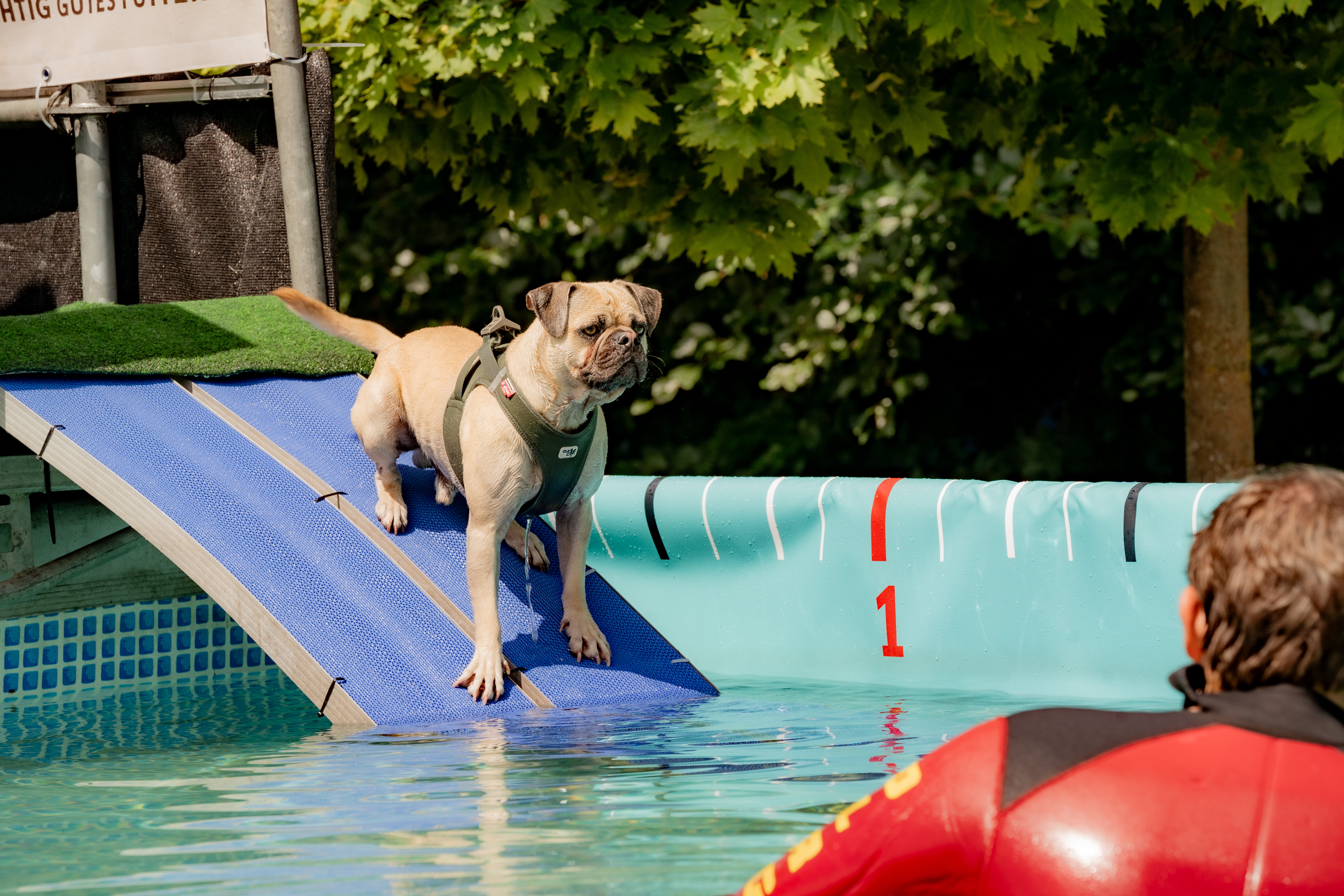 Hund steht auf Rampe im Wasser